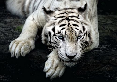 Focus White Big Cats Tigers Animals Hd Wallpaper